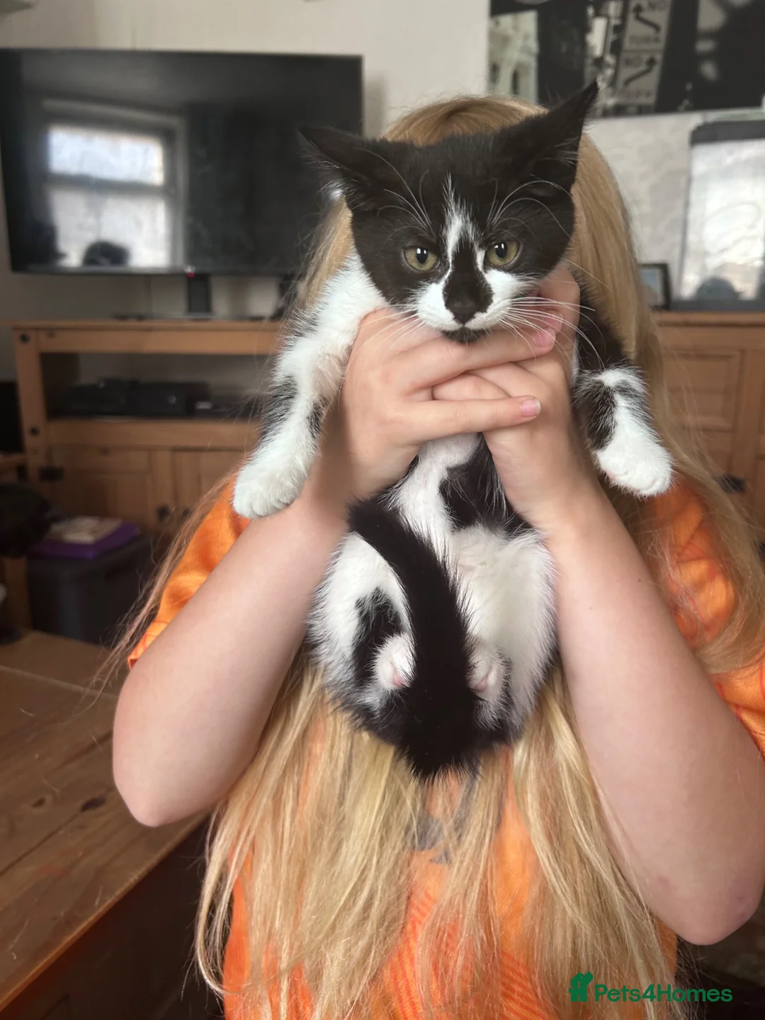Mixed Breed cats for sale: 2 kittens looking for forever homes  - Advert 3