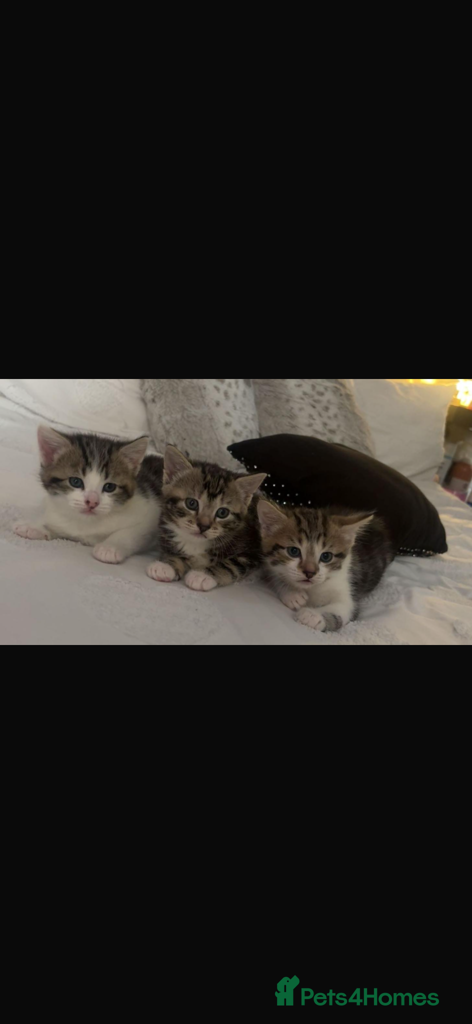Mixed Breed cats Kittens 2 girls 1 boy for sale 8 weeks on Thursday - Advert 1