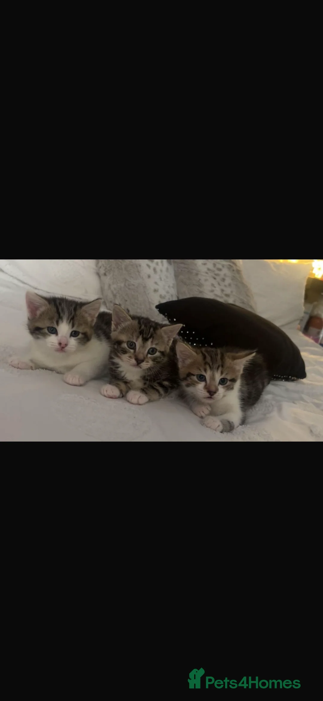 Mixed Breed cats for sale: Kittens 2 girls 1 boy for sale 8 weeks on Thursday in Birmingham - Advert 1