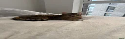 Bengal cats for sale: Playful Bengal -Lululemon  - Advert 7