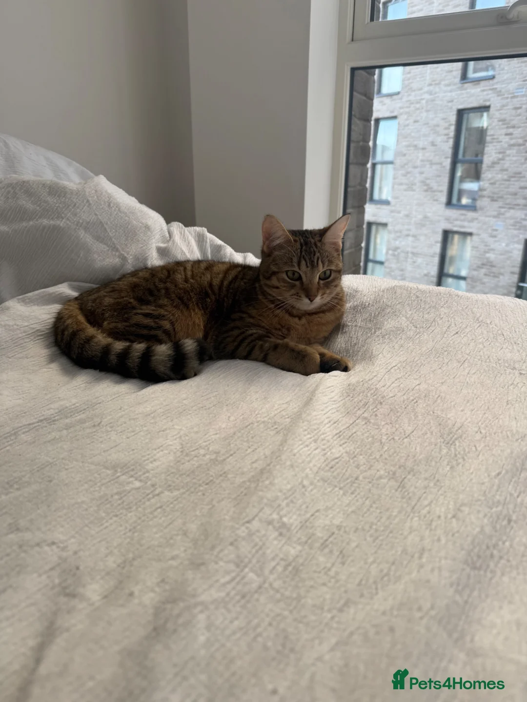 Bengal cats for sale: Playful Bengal -Lululemon  - Advert 7