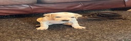 Pointer dogs for sale: Beautiful Pointer Puppies - Advert 8