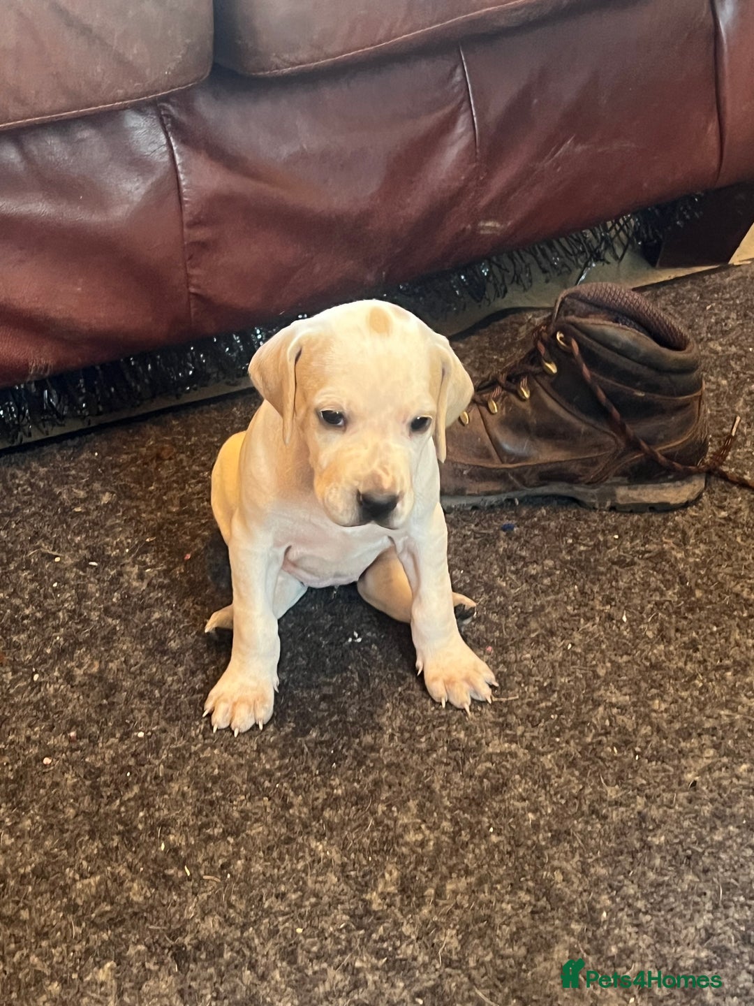 Pointer dogs for sale: Beautiful Pointer Puppies - Advert 8