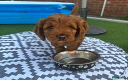 Cockapoo dogs for sale: Cockerpoo puppy - Image 6