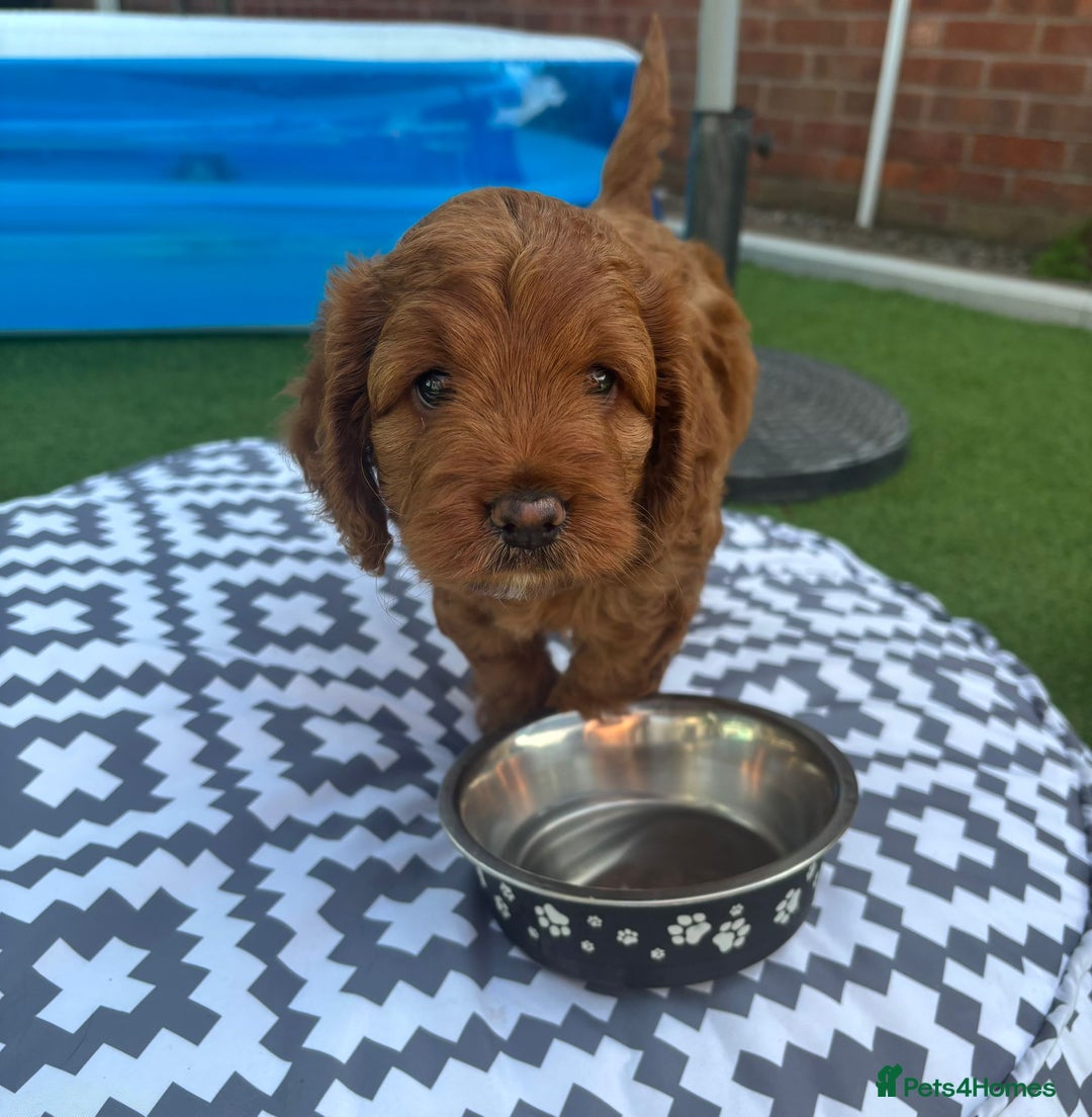 Cockapoo dogs for sale: Cockerpoo puppy - Image 6