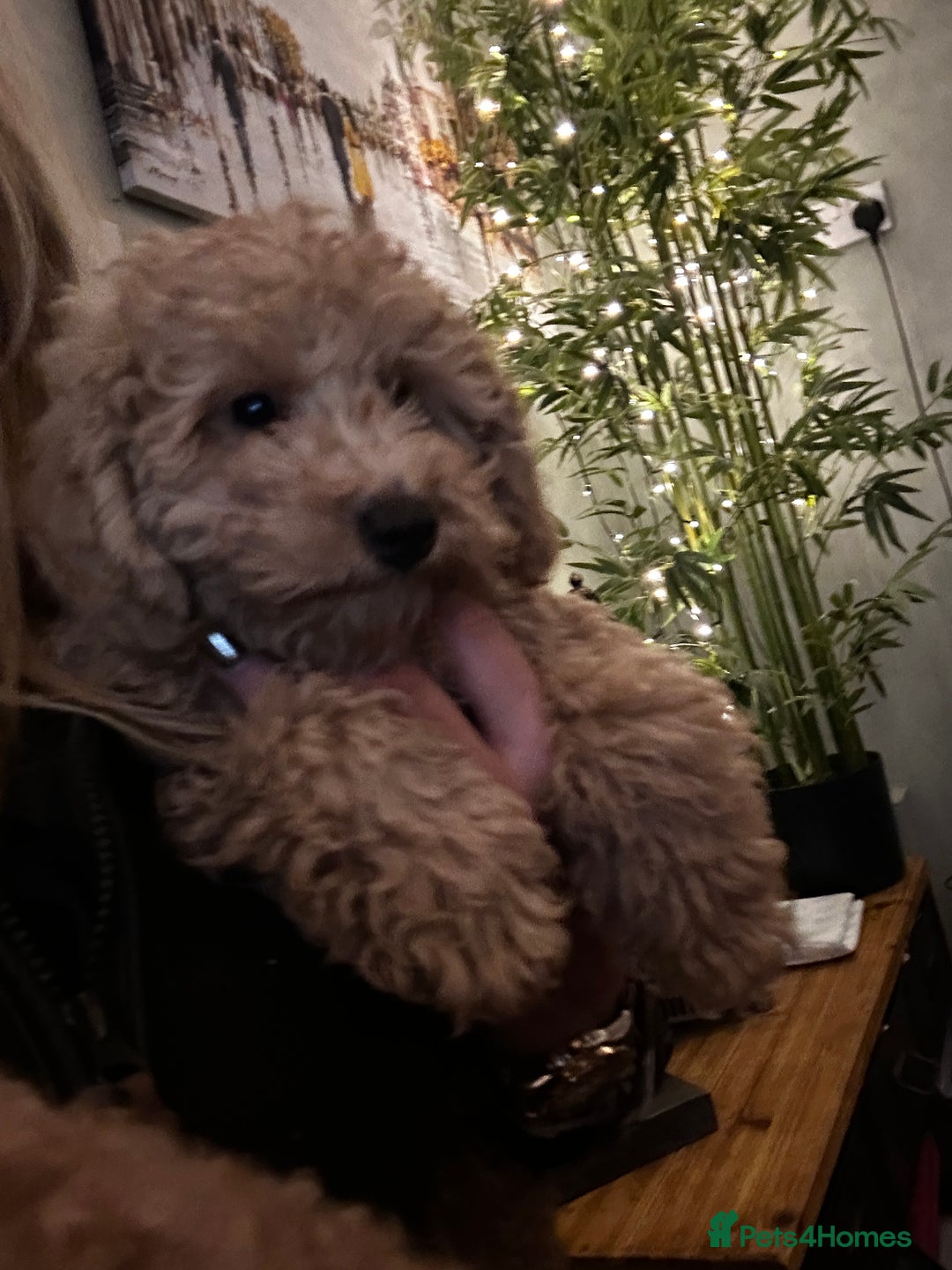 Mixed Breed dogs for sale: GORGEOUS TEDDY SMALL MINIATURE POODLE BOY  - Advert 5