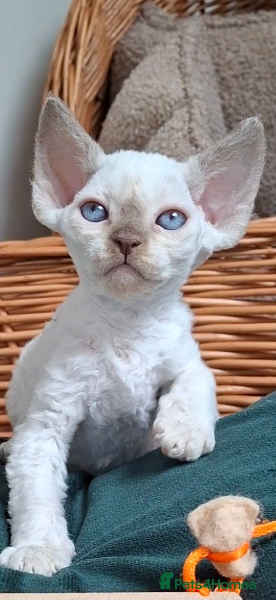 Devon Rex cats Devon rex kittens neutered  included in the price - Advert 2