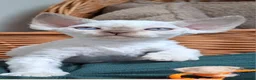 Devon Rex cats for sale: Devon rex kittens neutered  included in the price - Advert 14