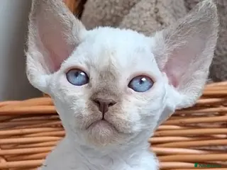Devon Rex cats Devon rex kittens neutered included in the price - Advert 2