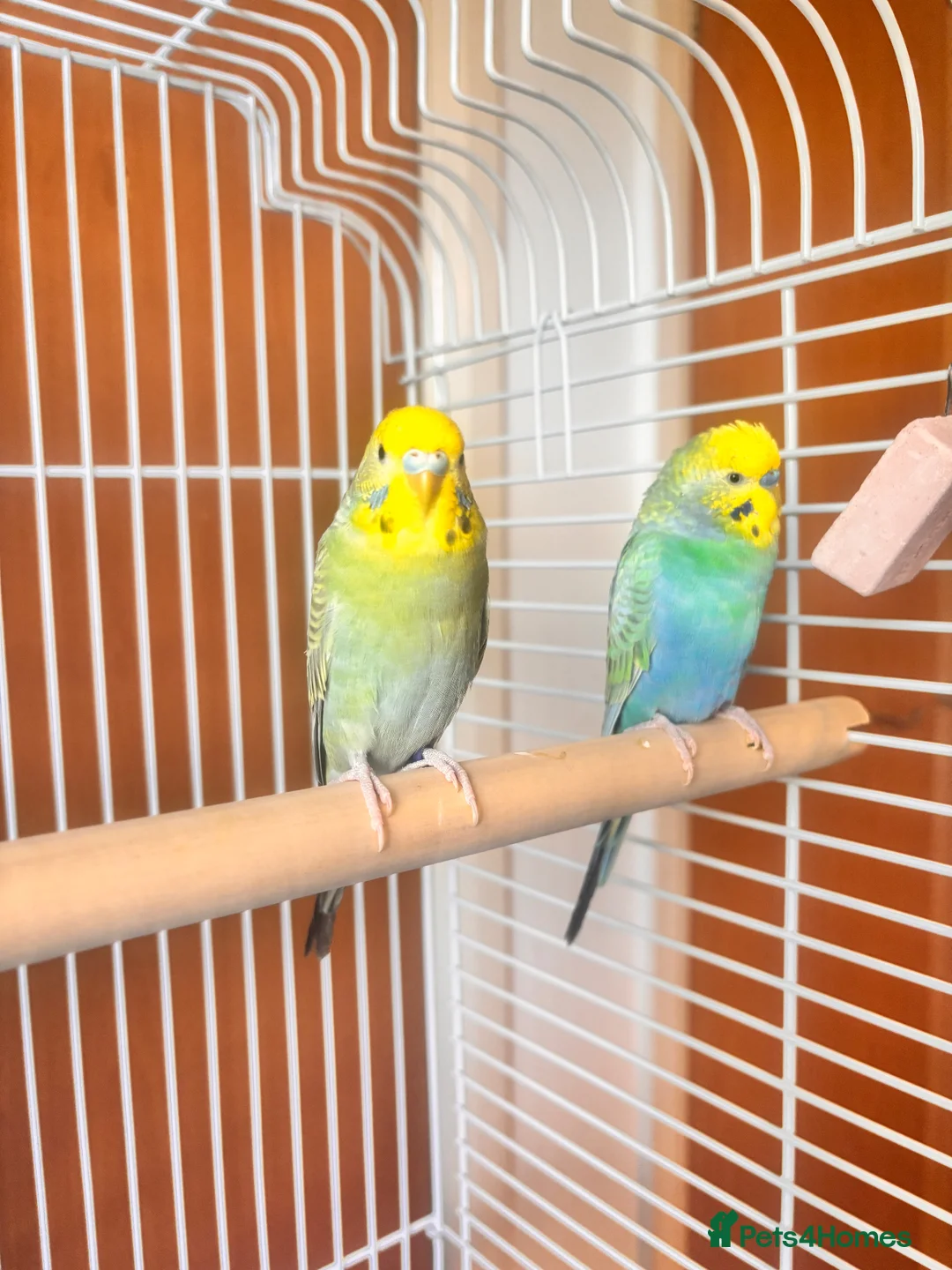 Budgerigars birds for sale: Budgies in Rochdale - Advert 1