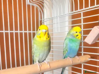 Budgerigars birds Budgies - Advert 1