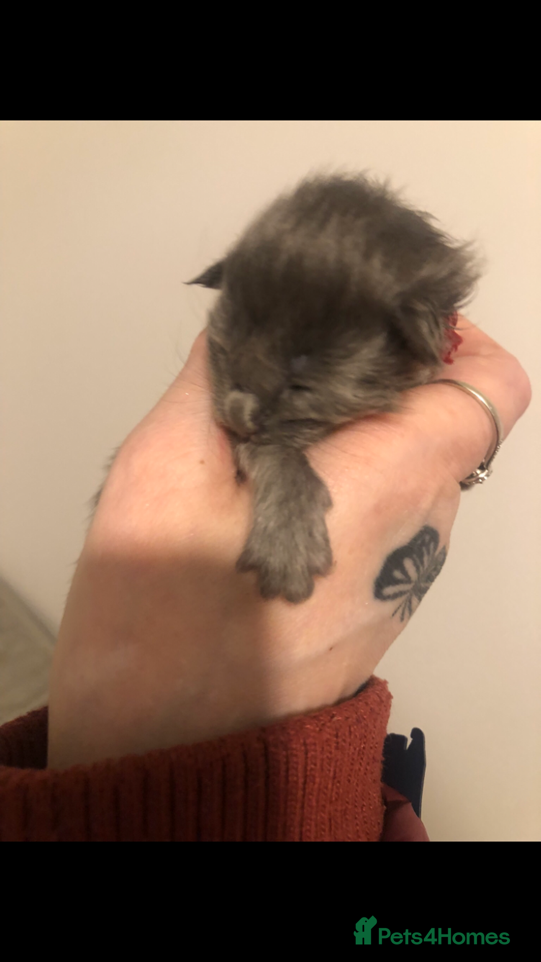 Maine Coon cats for sale: Black/Blue Smoke Maine Coon - Image 13