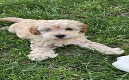 Cockapoo dogs for sale: Girl reavailable F1B cockapoo puppy health tested in Ormskirk - Image 1