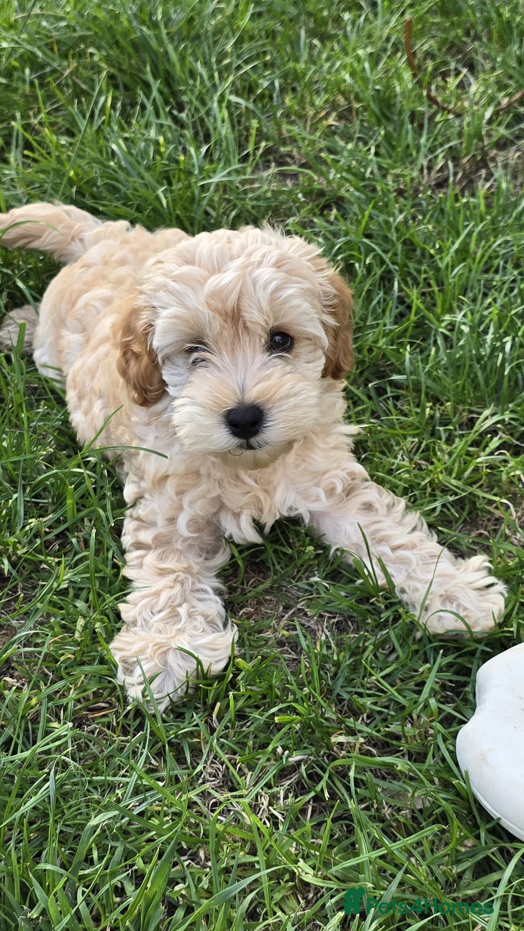 Cockapoo dogs for sale: Girl reavailable F1B cockapoo puppy health tested in Ormskirk - Image 1