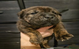 Mixed Breed dogs for sale: Cane corso x shar pei x staffy - Advert 7