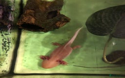 Other/Mixed Breed fish for sale: 5year old Axolotl  - Image 6