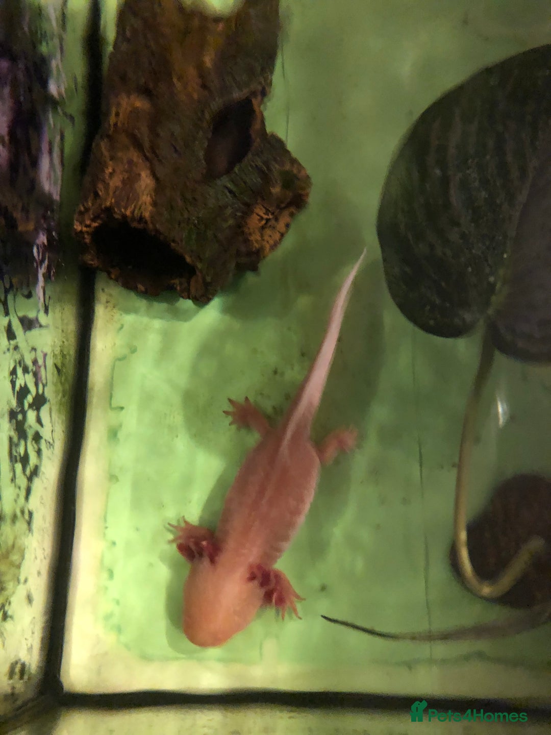 Other/Mixed Breed fish for sale: 5year old Axolotl  - Image 6
