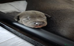 Staffordshire Bull Terrier dogs for sale: Staffordshire Bull Terrier Puppies - Image 13