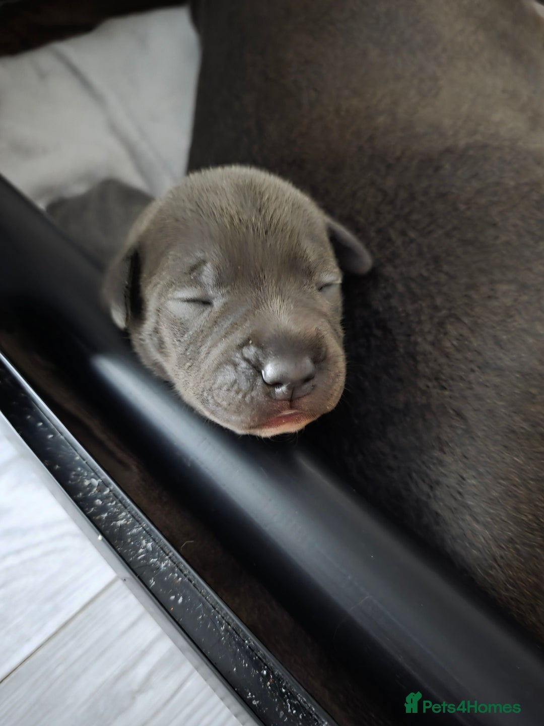 Staffordshire Bull Terrier dogs for sale: Staffordshire Bull Terrier Puppies - Image 13