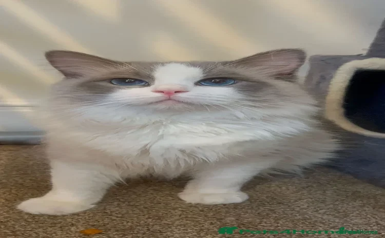 Ragdoll cats - Advert 3