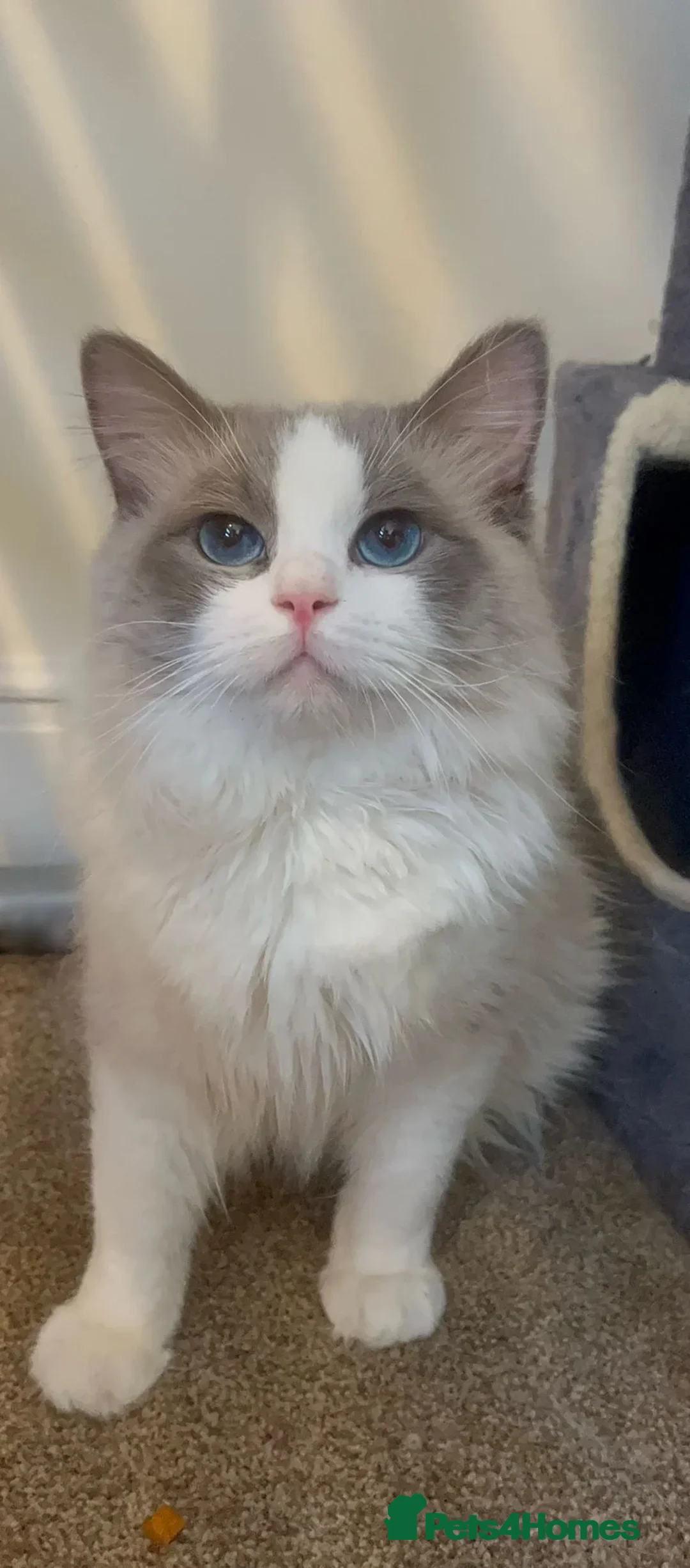 Ragdoll cats for sale: Sweet TICA Ragdoll Male - Image 1