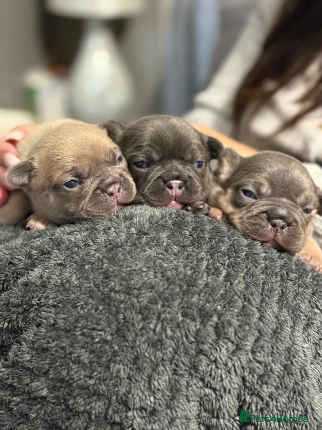 French Bulldog dogs for sale: Well bred French Bulldog Puppies  - Image 14