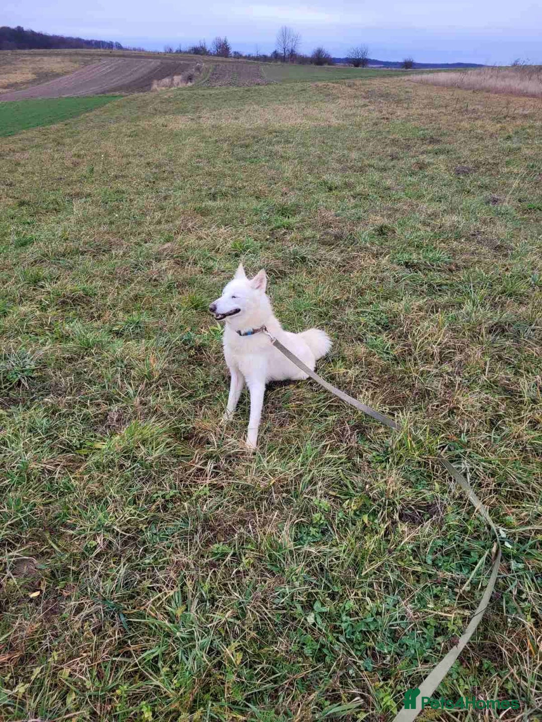 Mixed Breed dogs for adoption: 🐶💖 BARBIE 💖🐶 - Advert 6