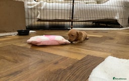 Miniature Dachshund dogs for sale: Miniature dachshund pups.KC REG& Council Licensed  - Image 9
