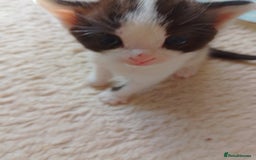 Ragdoll cats for sale: Ragdoll cross kittens x 5 - Image 6