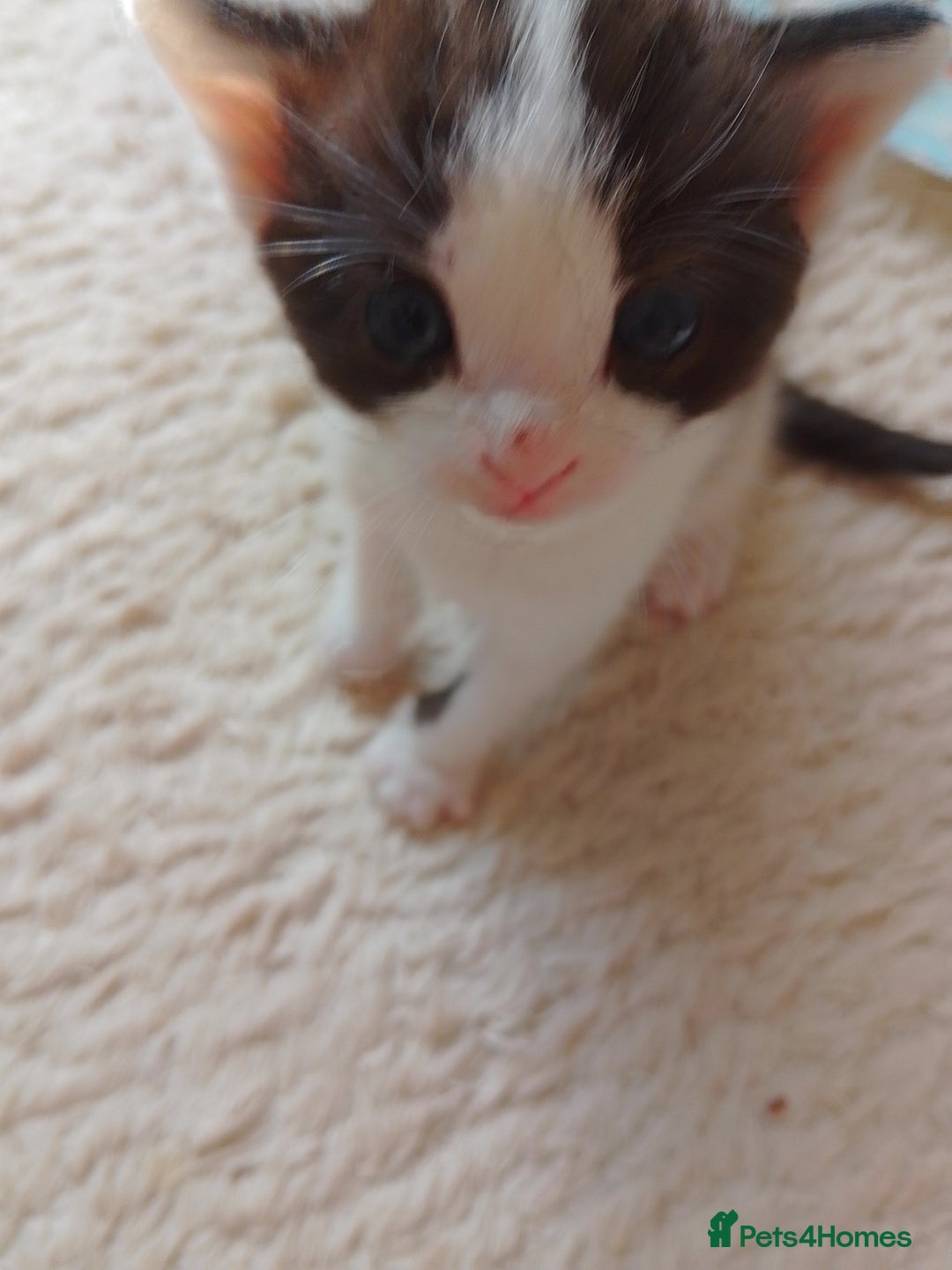 Ragdoll cats for sale: Ragdoll cross kittens x 5 - Image 6