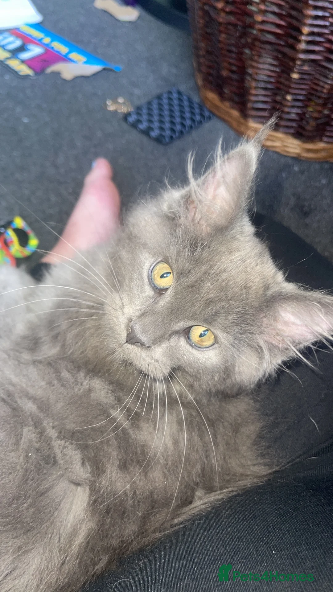 Maine Coon cats for sale: Rehome Maincoon girl and boy  - Advert 1