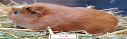 Guinea Pig rodents for sale: Stunning Baby Guine Pigs (sows and boars)  - Advert 6