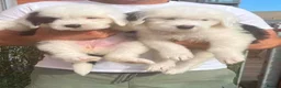 Old English Sheepdog dogs for sale: Old English x St Bernard SCOTLAND - Advert 23
