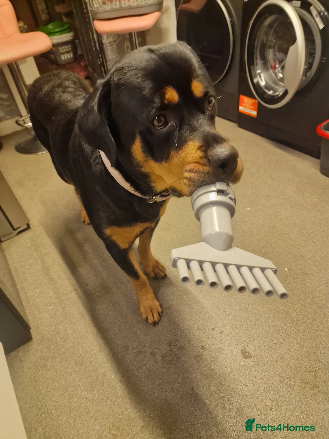 Mixed Breed dogs for sale: 11 chunky rottpei puppys  - Advert 20