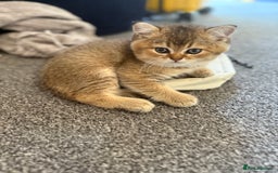 Scottish Fold cats for sale: Scottish fold kittens - Image 2