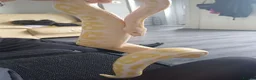 Python Snake reptiles for sale: Female royal python - Advert 2