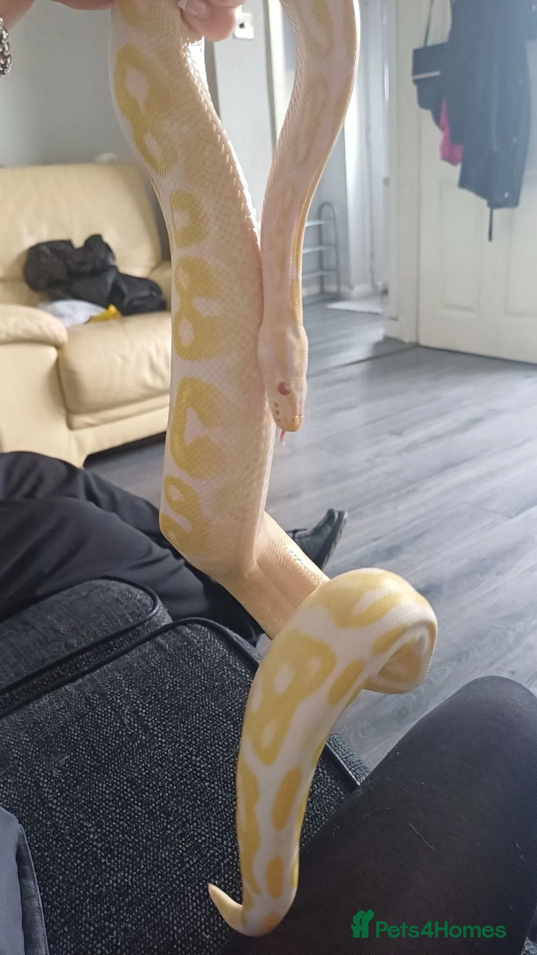 Python Snake reptiles for sale: Female royal python - Advert 2