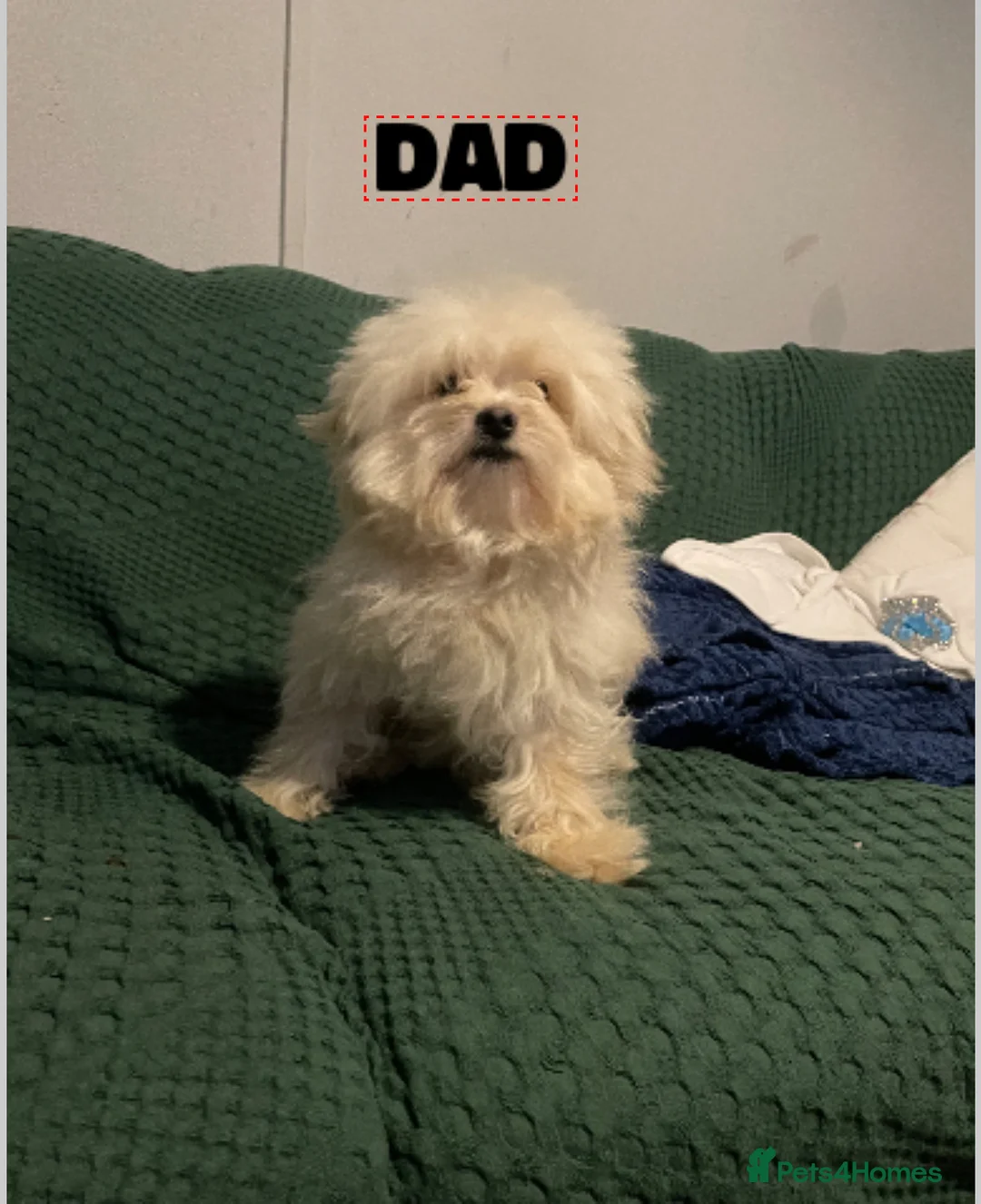 Pomapoo dogs for sale: Maltipoo puppies - Advert 6