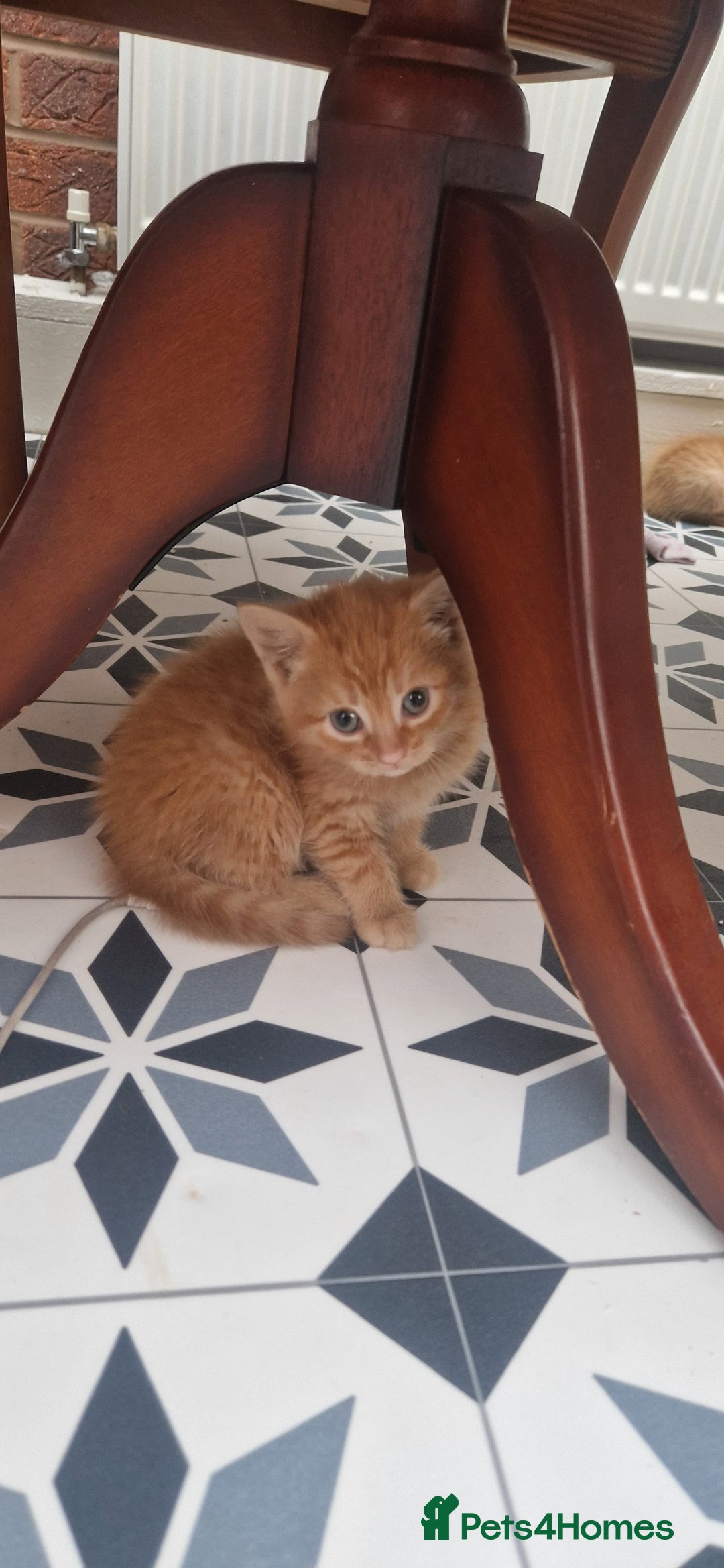 Mixed Breed cats for sale: 5 little kittens(2 calico girls +3 ginger males)  - Advert 6