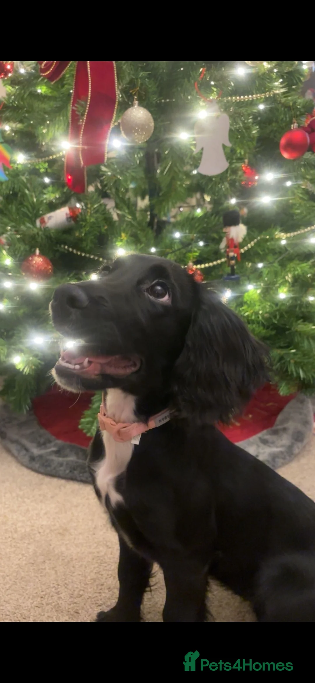 Sprocker dogs for sale: Sprocker pup  in Consett - Advert 4