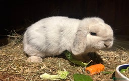 Mini Lop rabbits for sale: Adult Mini lop buck  - Image 4