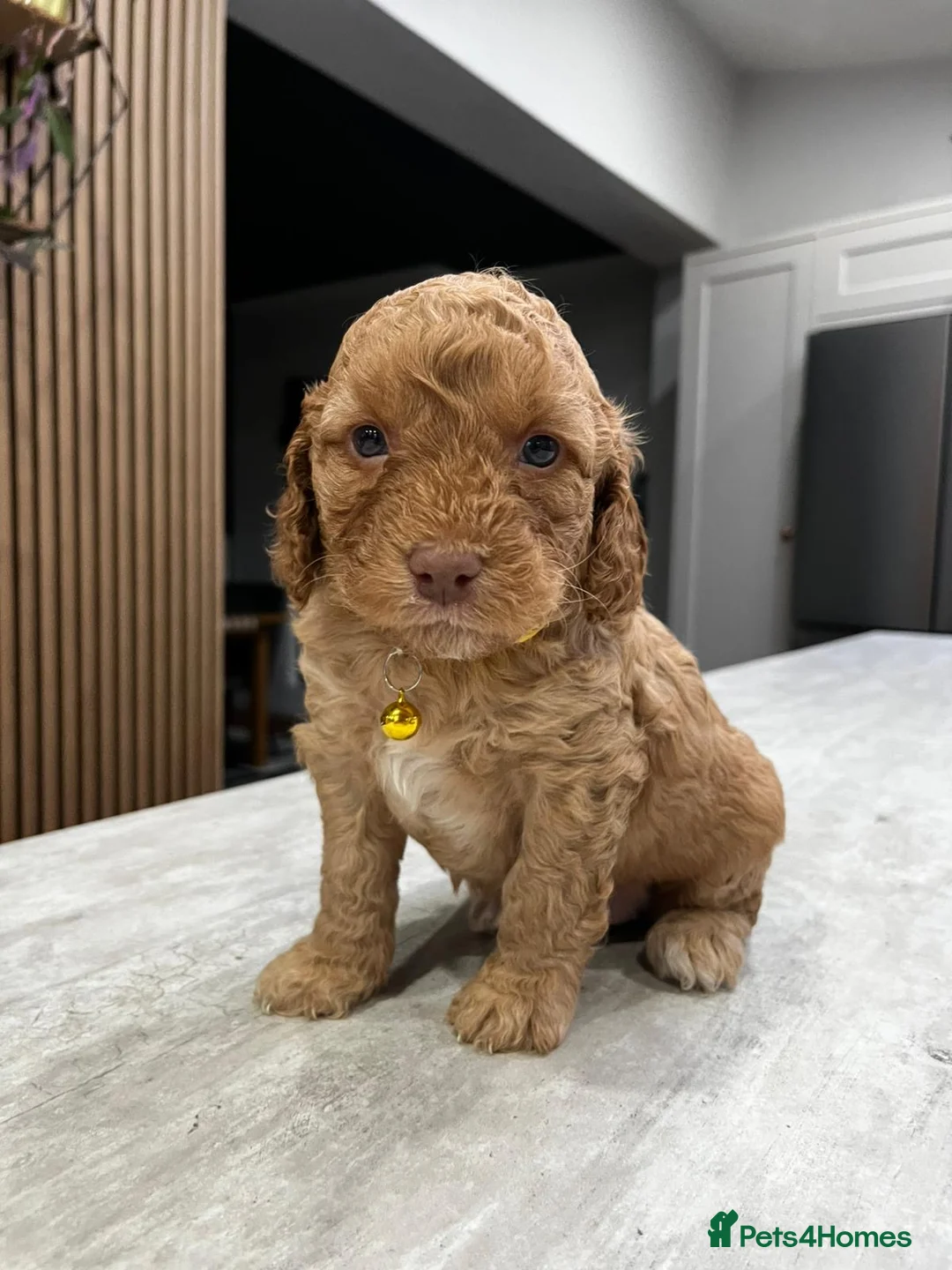 Cockapoo dogs for sale: Cockapoo puppies - Advert 18