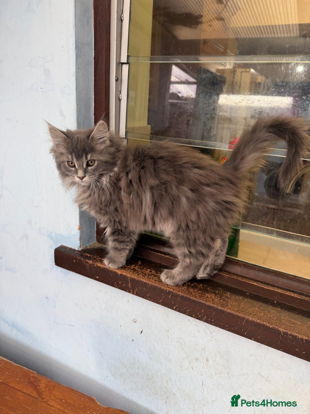 Maine Coon cats for sale: Maine Coon - Advert 23