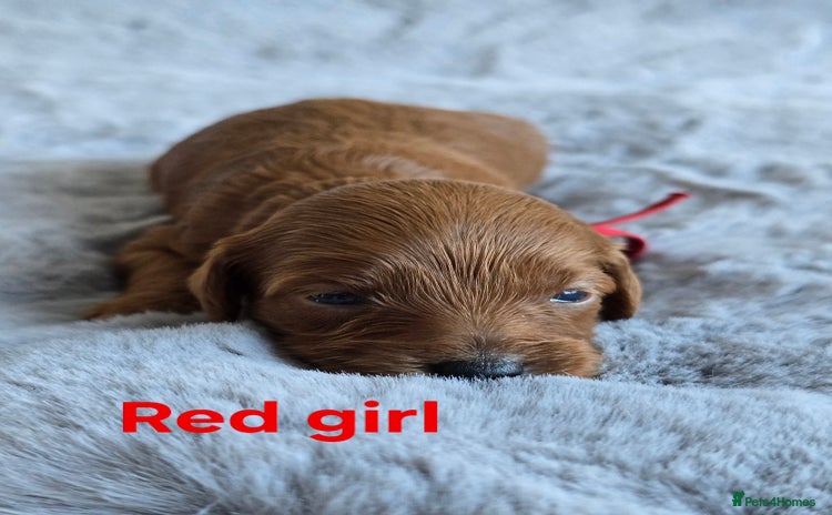 Cavapoo dogs - Advert 1