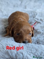 Cavapoo dogs - Advert 5