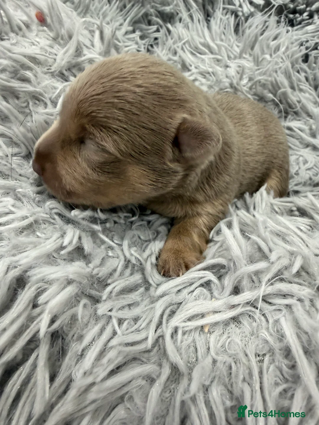 Jack Russell dogs for sale: Jack Russell Puppies - 6 Available 3 girls 3 boys - Advert 8