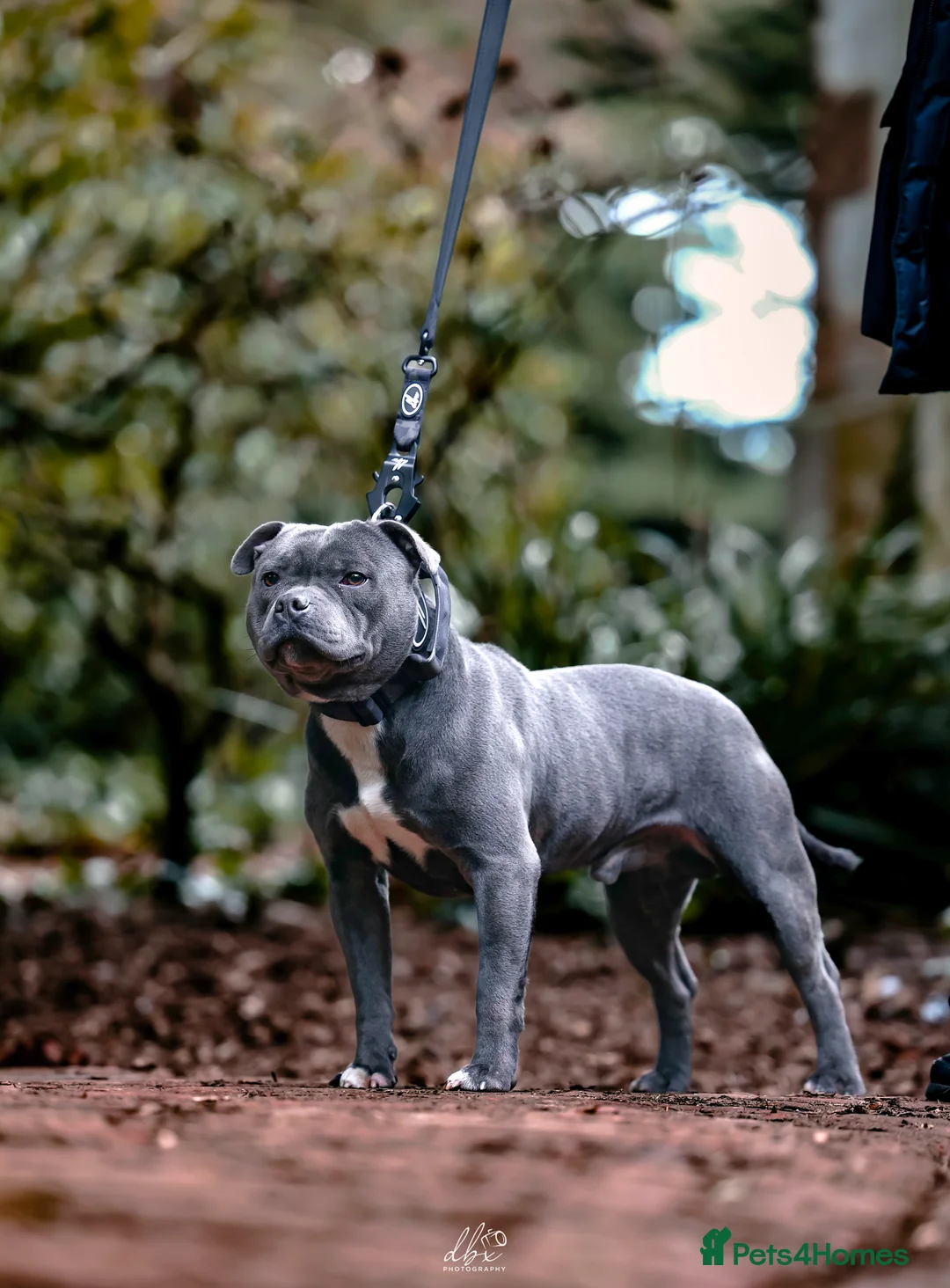 Staffordshire Bull Terrier dogs for stud: NARCOS! THE U.K’s FINEST STAFFY AVAILABLE NOW! in Nottingham - Advert 27