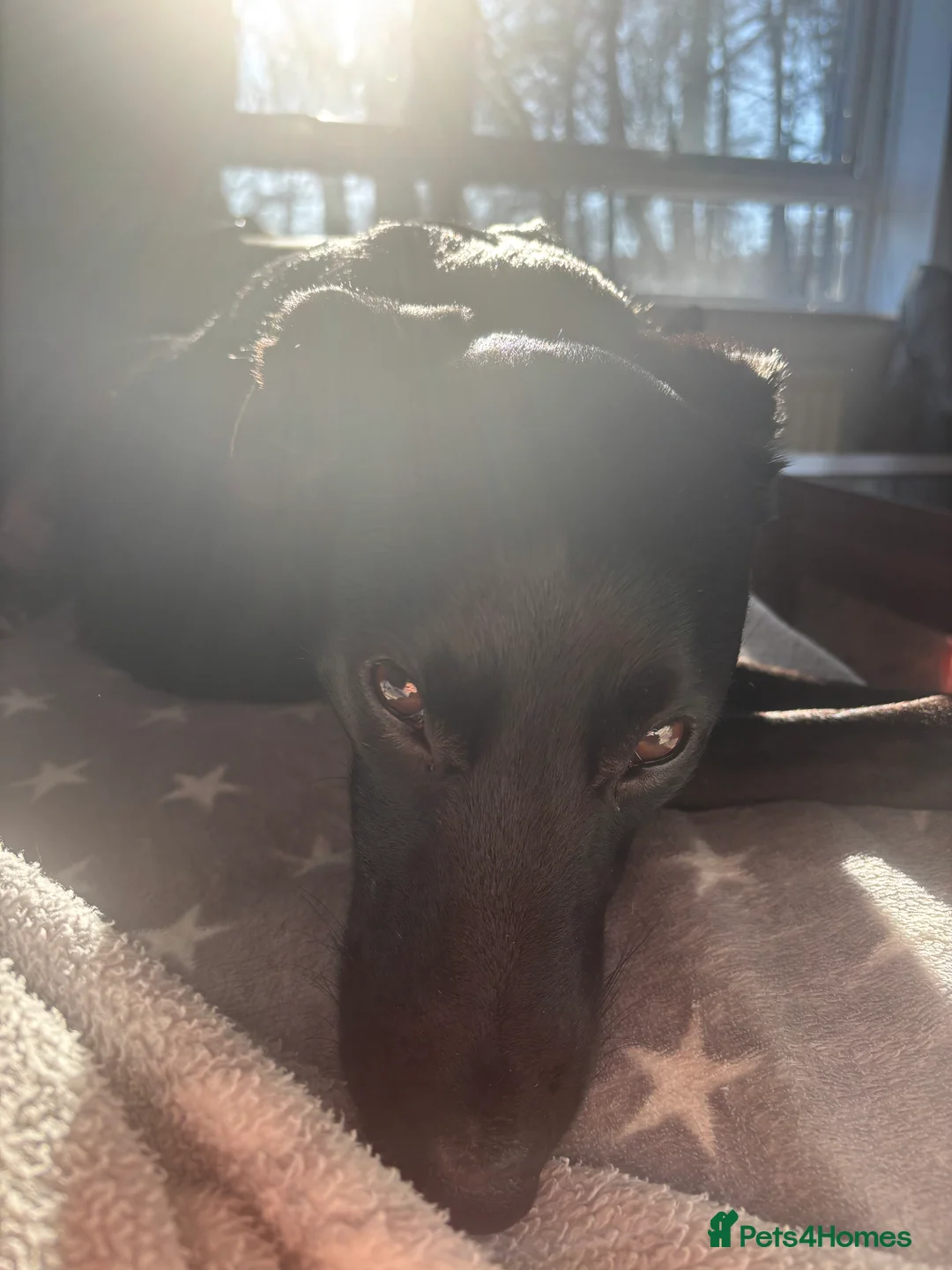 Mixed Breed dogs for sale: Lurcher teen boy  - Advert 3