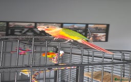 Conures birds for sale: Pineapple conure + full set up - Image 6