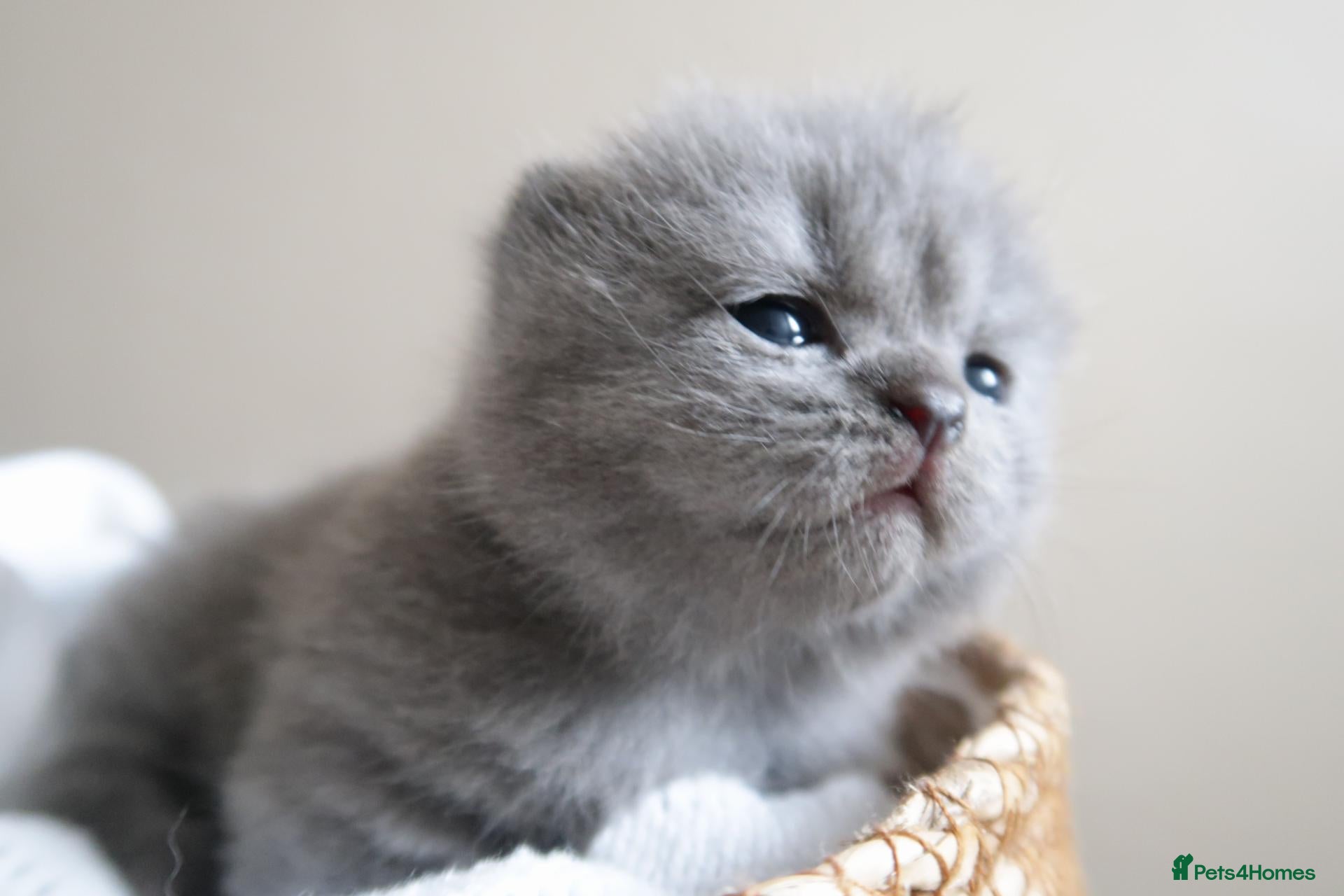 British Shorthair cats for sale: Lovely little girl 💖  - Advert 11